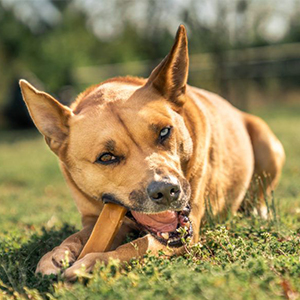 Quelle est la fonction des produits à mâcher pour animaux de compagnie ?